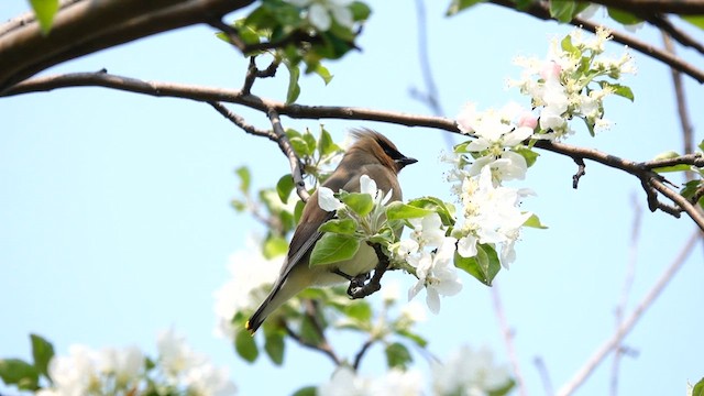 Cedar Waxwing - ML573692001