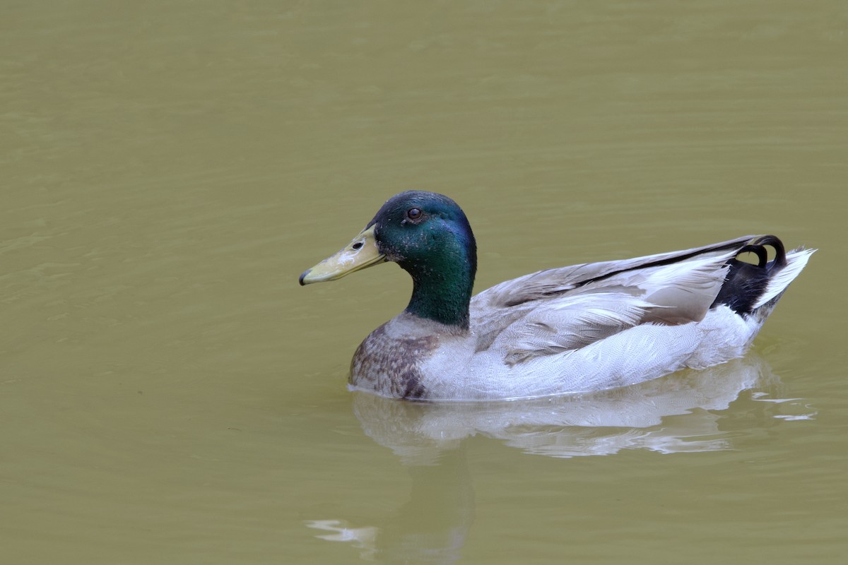 Mallard - ML573692401