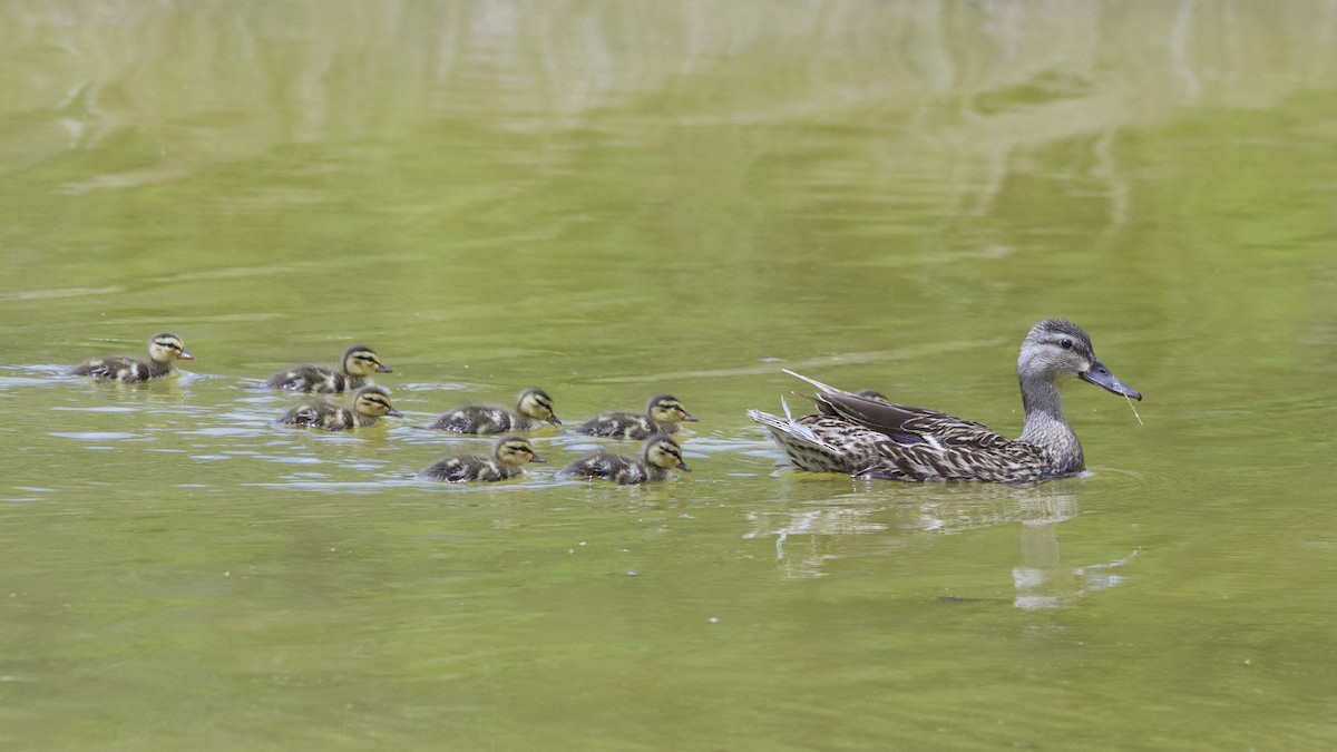 Canard colvert - ML573692411