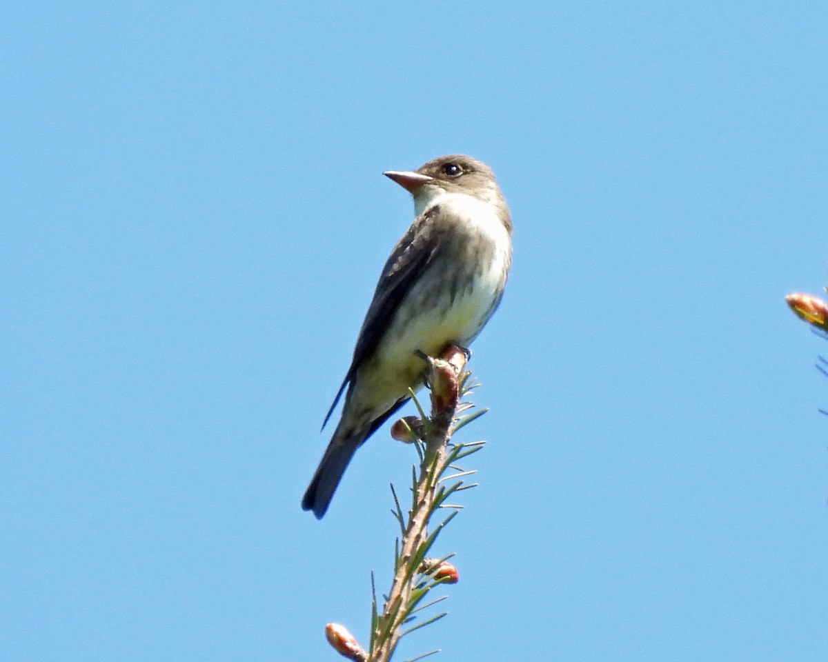 Olive-sided Flycatcher - ML573692461