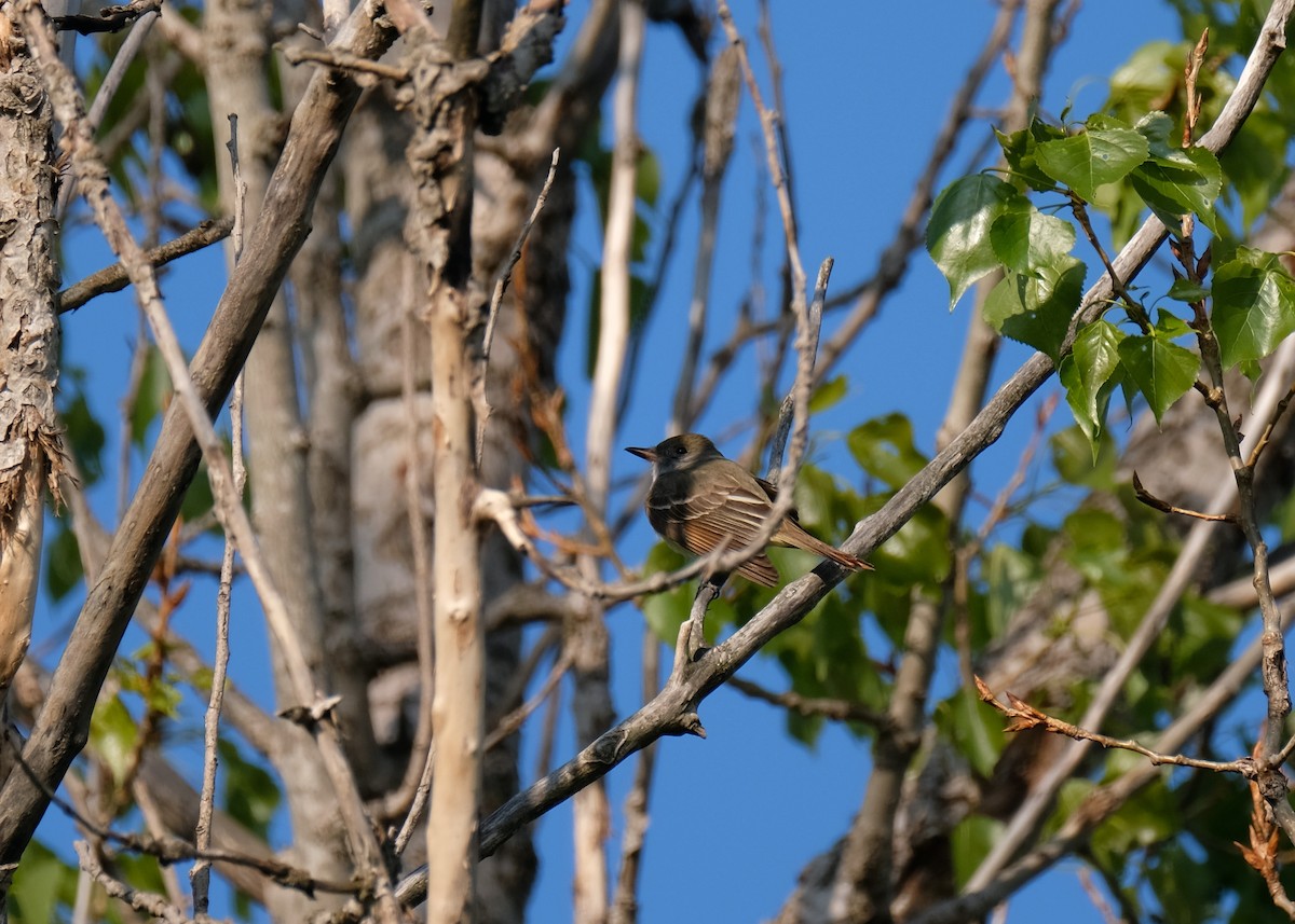 Great Crested Flycatcher - ML573692621