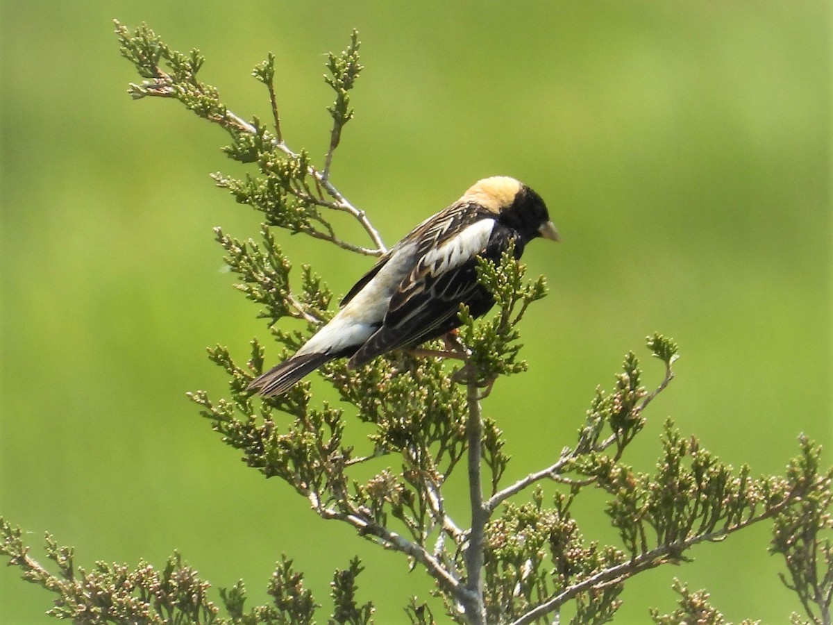 bobolink - ML573693491