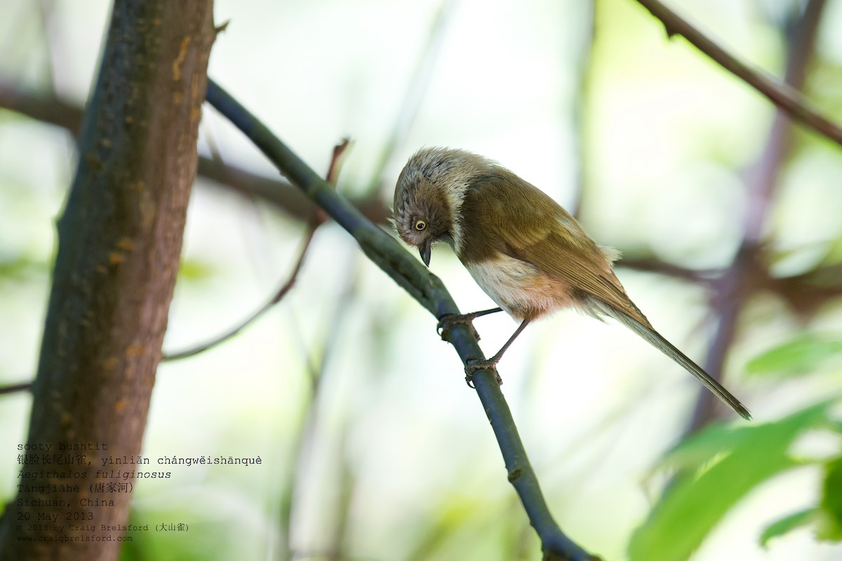 Sooty Tit - ML57369431