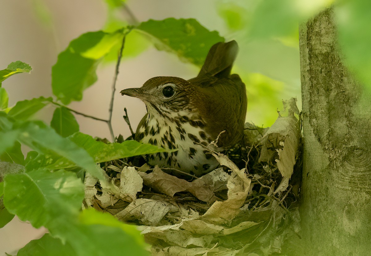 Wood Thrush - Thomas Haycraft