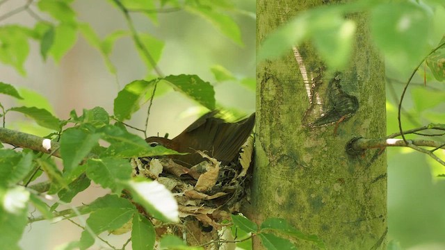 Wood Thrush - ML573694661