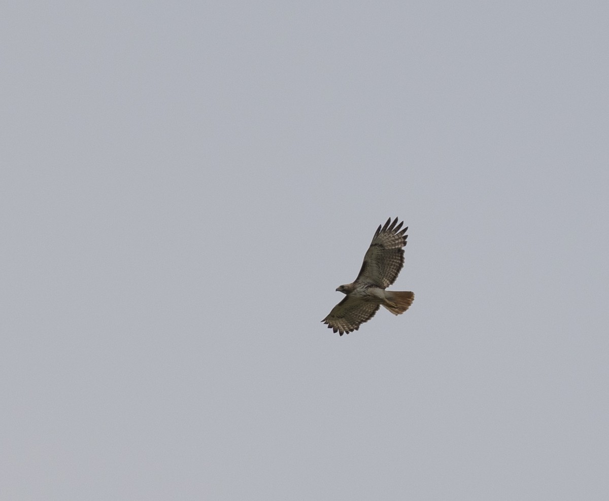 Red-tailed Hawk - ML573695011