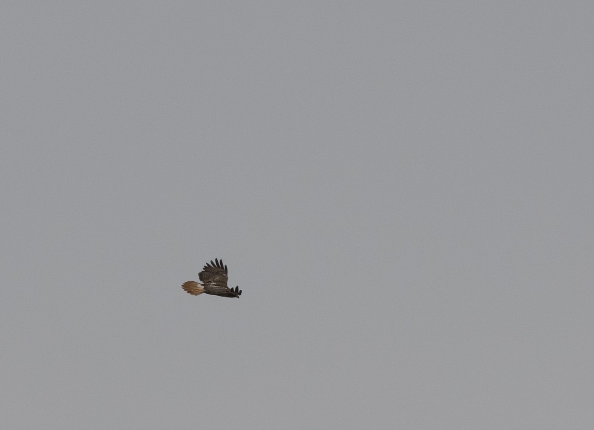 Red-tailed Hawk - ML573695031