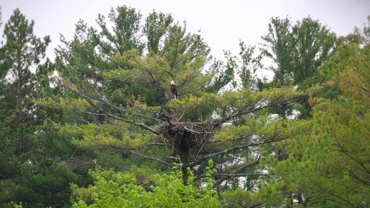 Bald Eagle - ML573695881