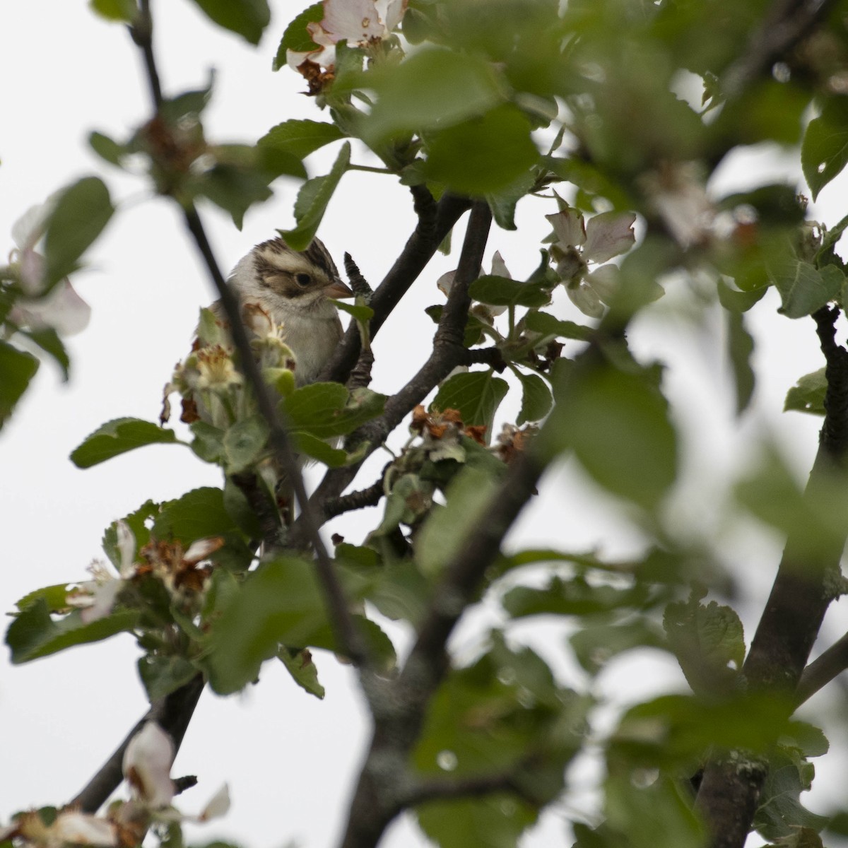 Clay-colored Sparrow - ML573696441