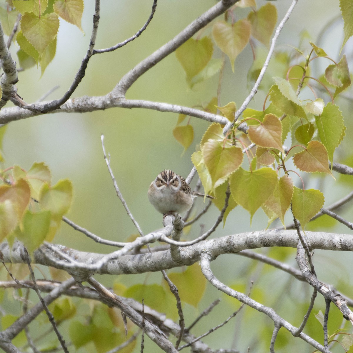 Clay-colored Sparrow - ML573696501