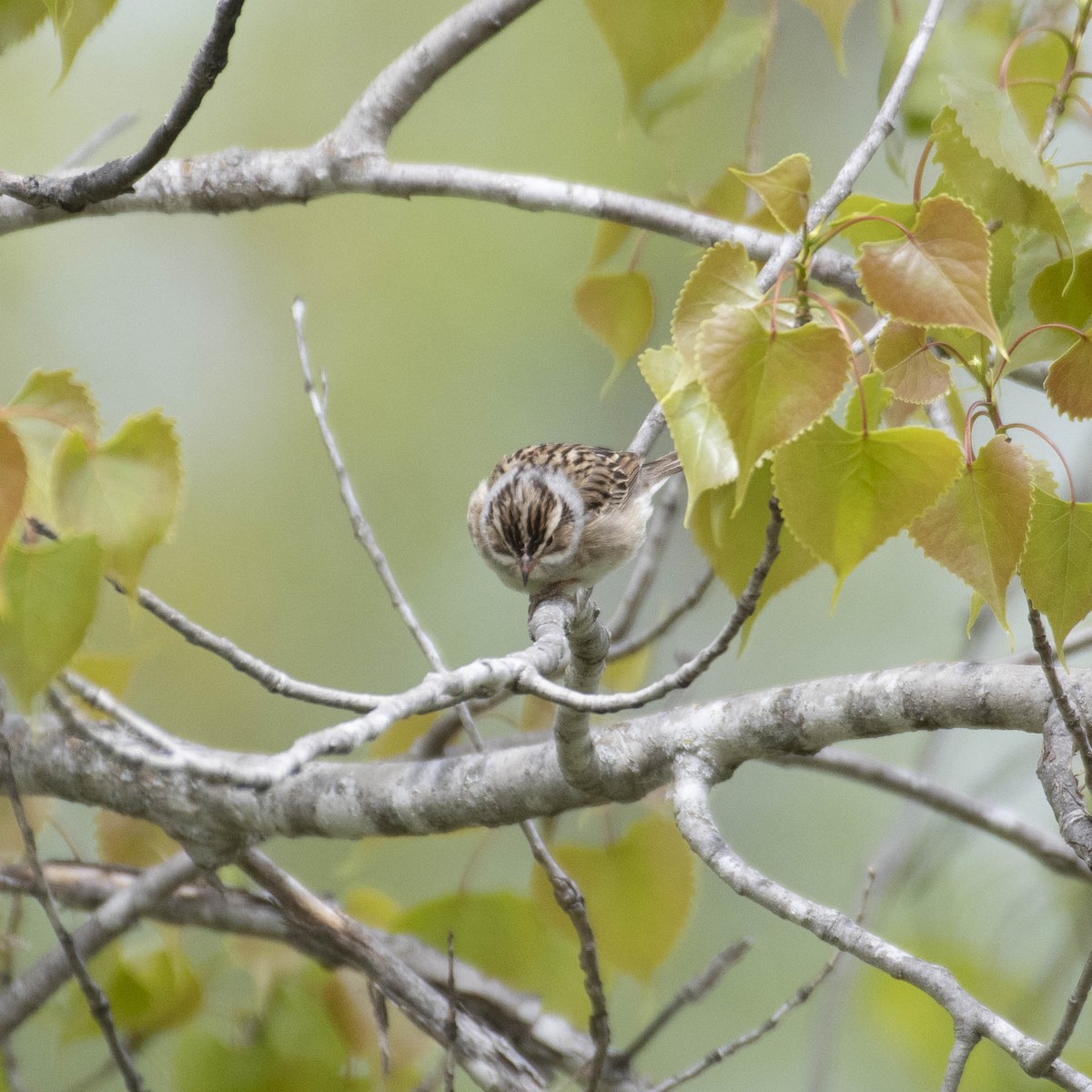 Clay-colored Sparrow - Christine Pelletier et (Claude St-Pierre , photos)