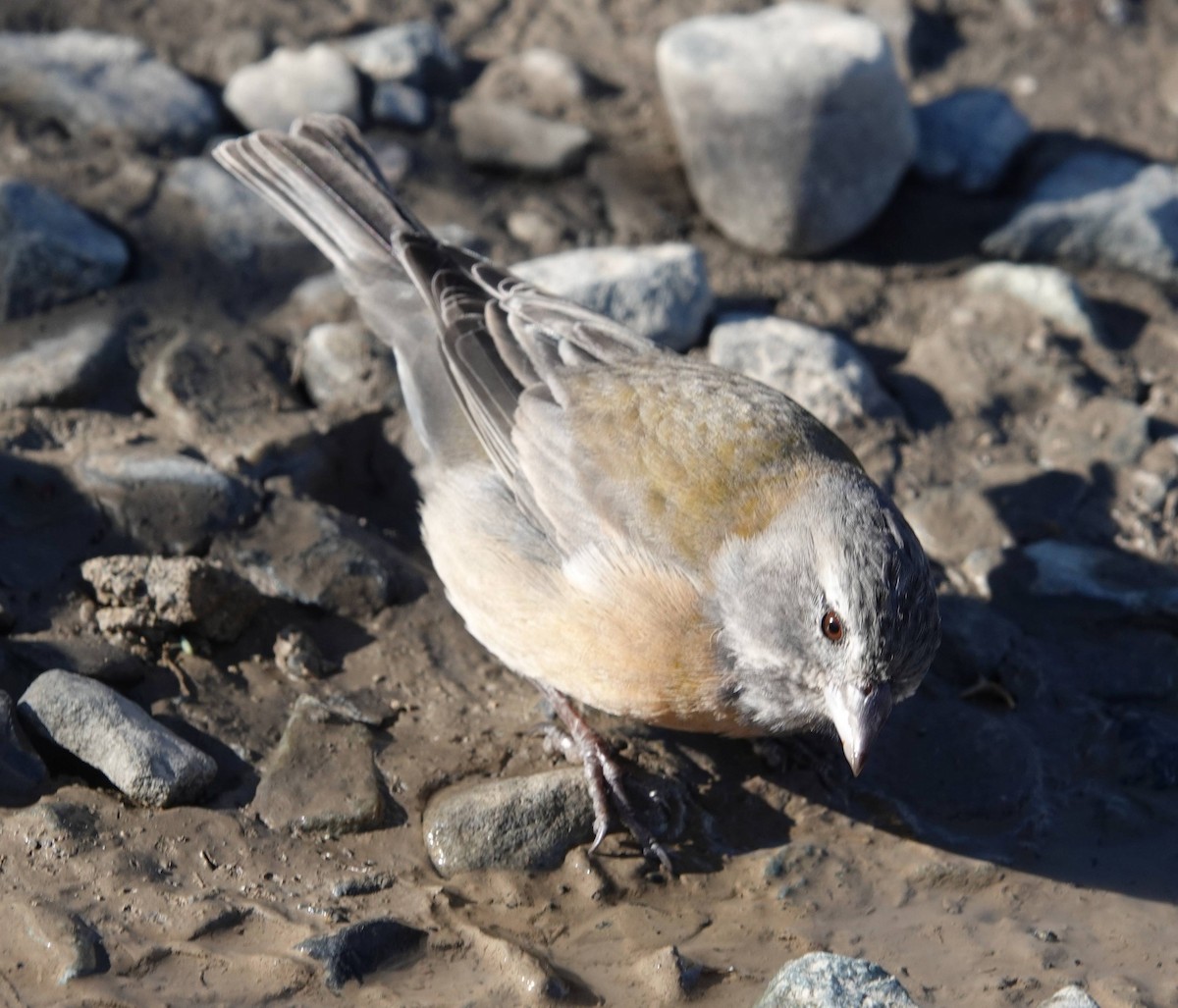 Gray-hooded Sierra Finch - ML573697021