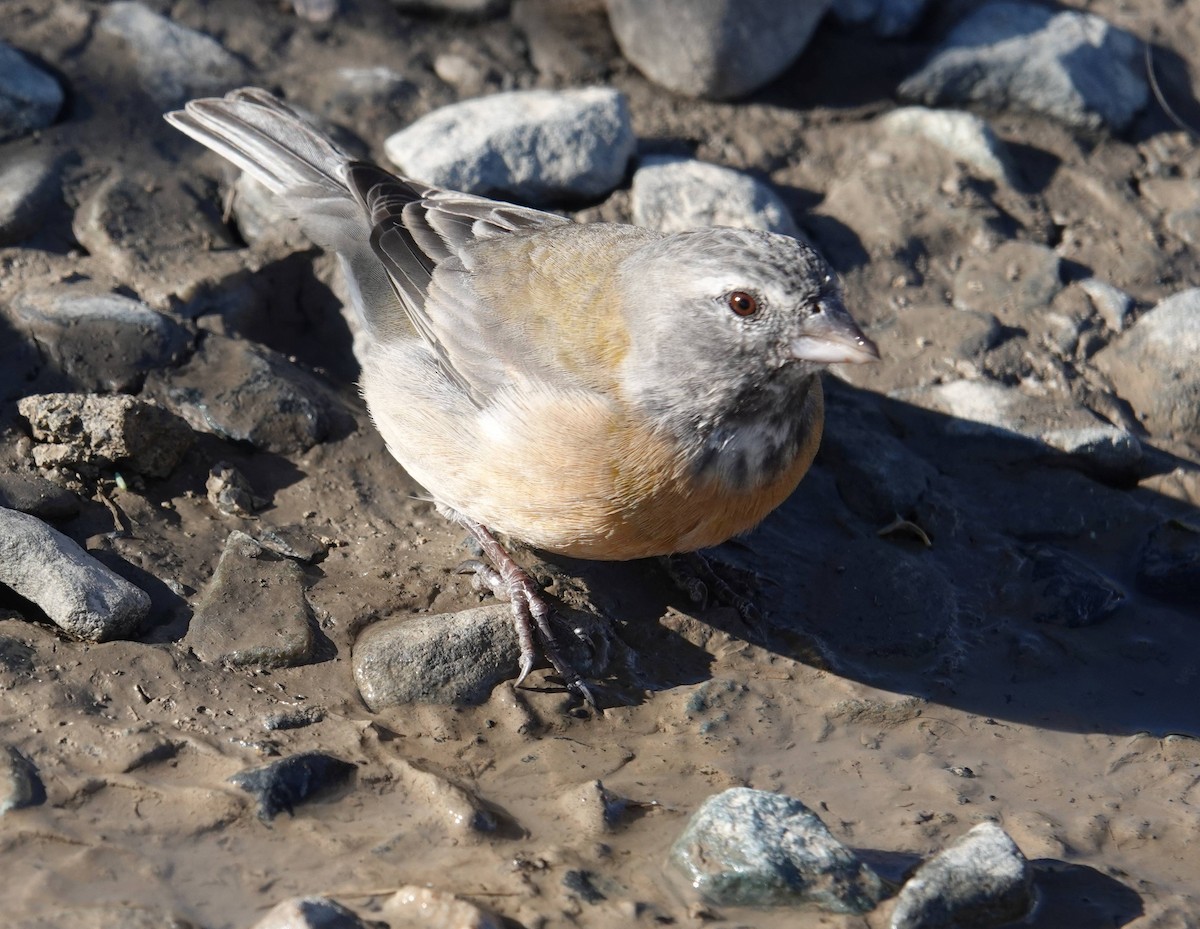 Gray-hooded Sierra Finch - ML573697841