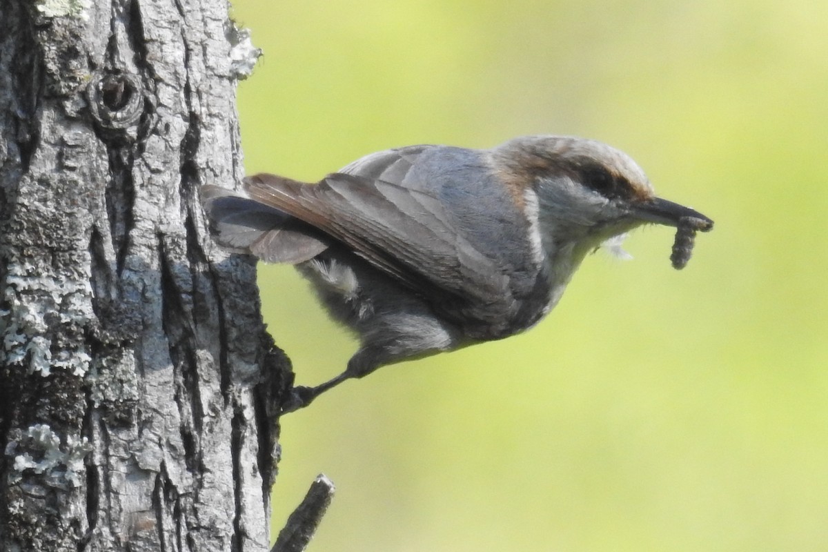 Brown-headed Nuthatch - Finn Etter