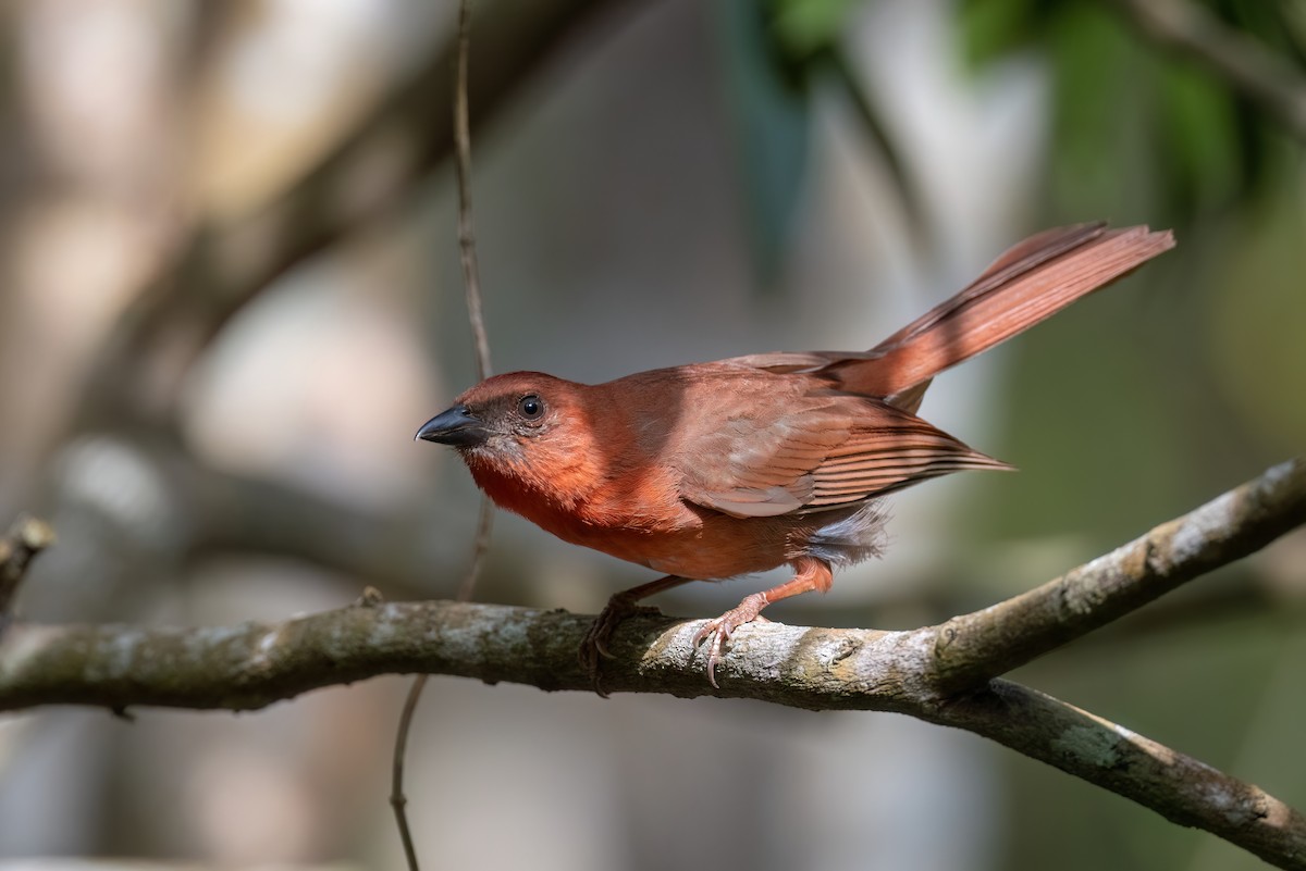 Red-throated Ant-Tanager - ML573698391