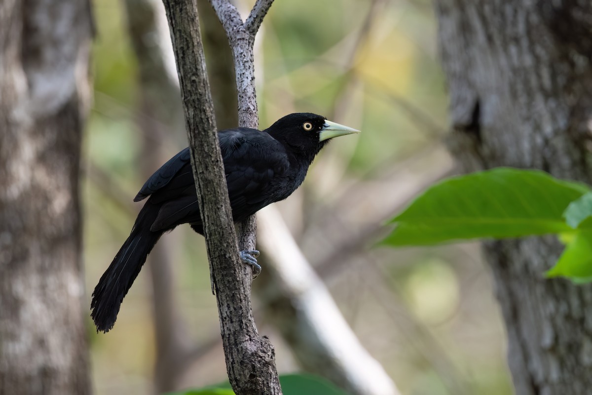 Yellow-billed Cacique - ML573698511