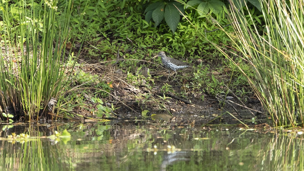 Spotted Sandpiper - ML573698941