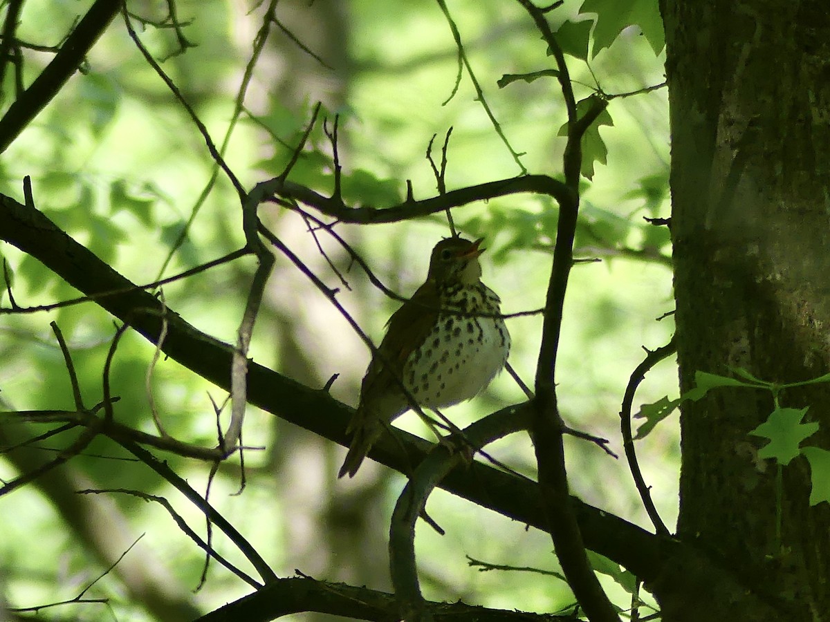 Wood Thrush - Lisa Potash