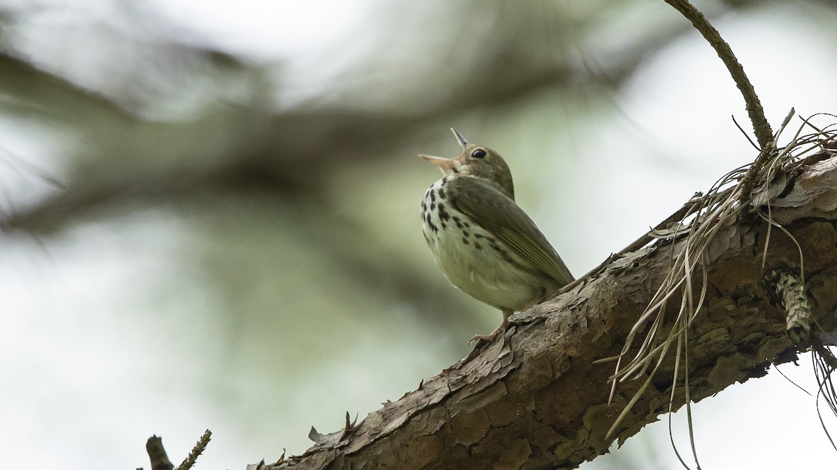 Ovenbird - ML573699981