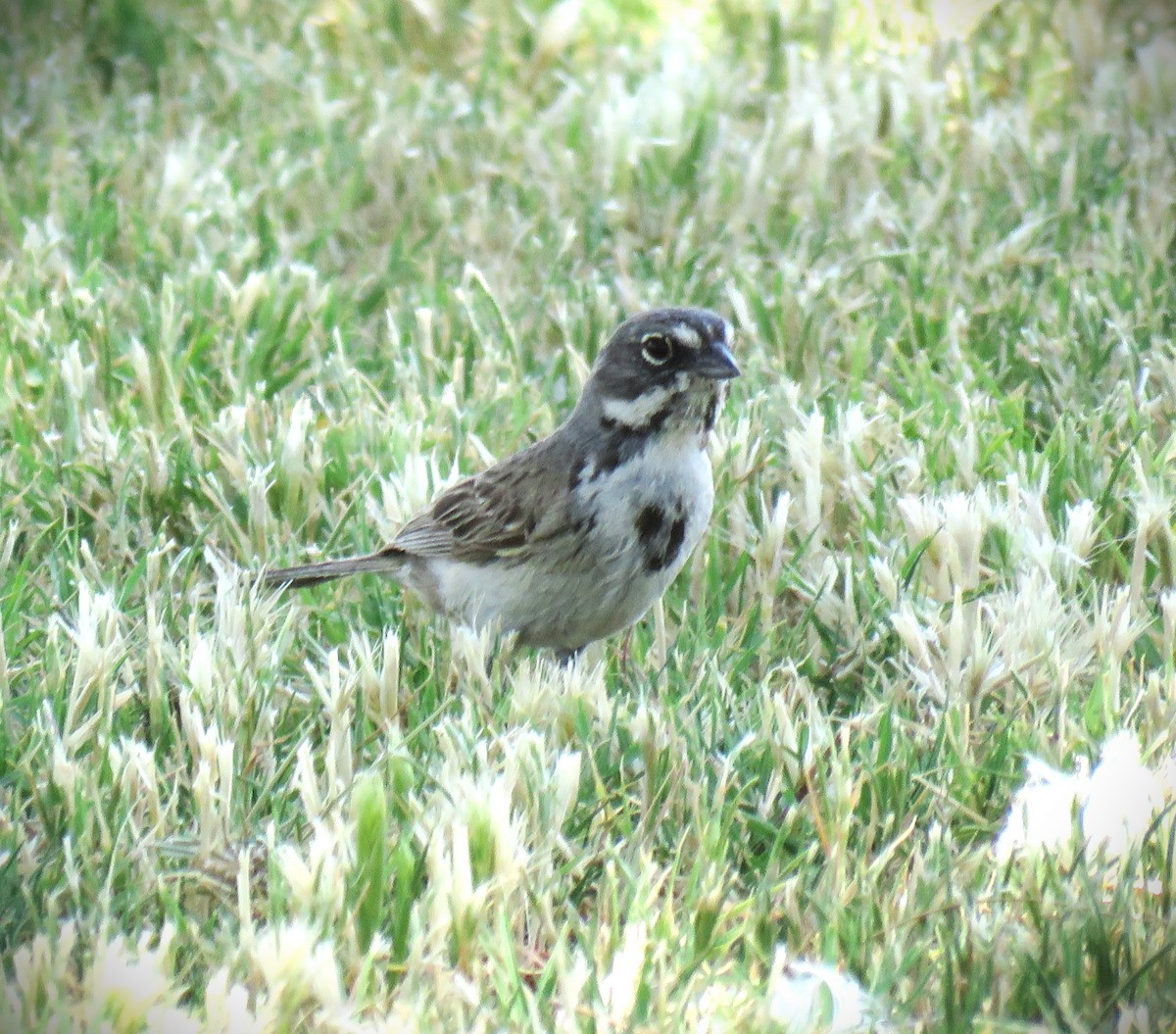 Bell's Sparrow (canescens) - Michael Long