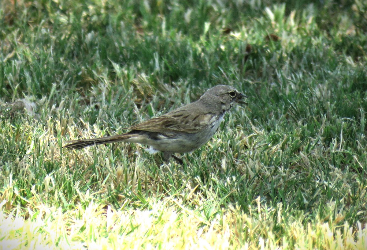 Bell's Sparrow (canescens) - Michael Long