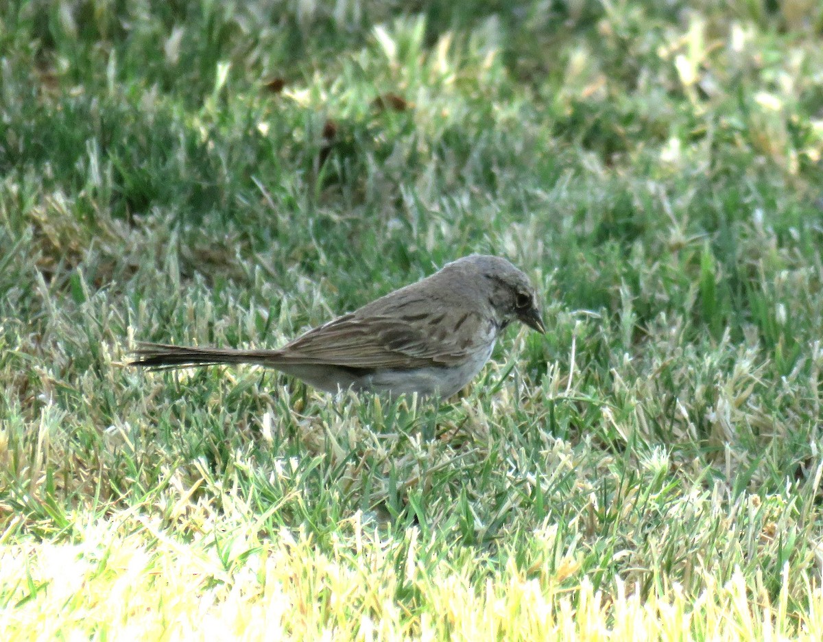 Bell's Sparrow (canescens) - Michael Long