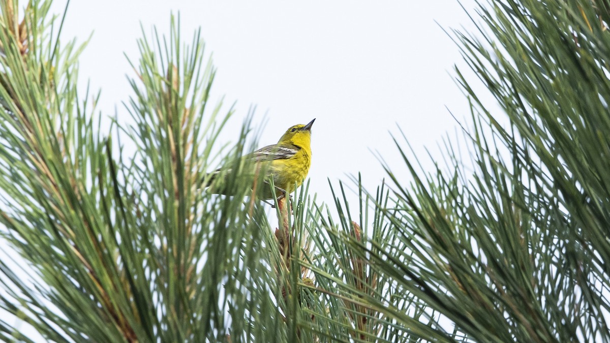 Pine Warbler - ML573701341