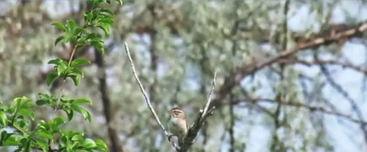 Clay-colored Sparrow - shawn richmond