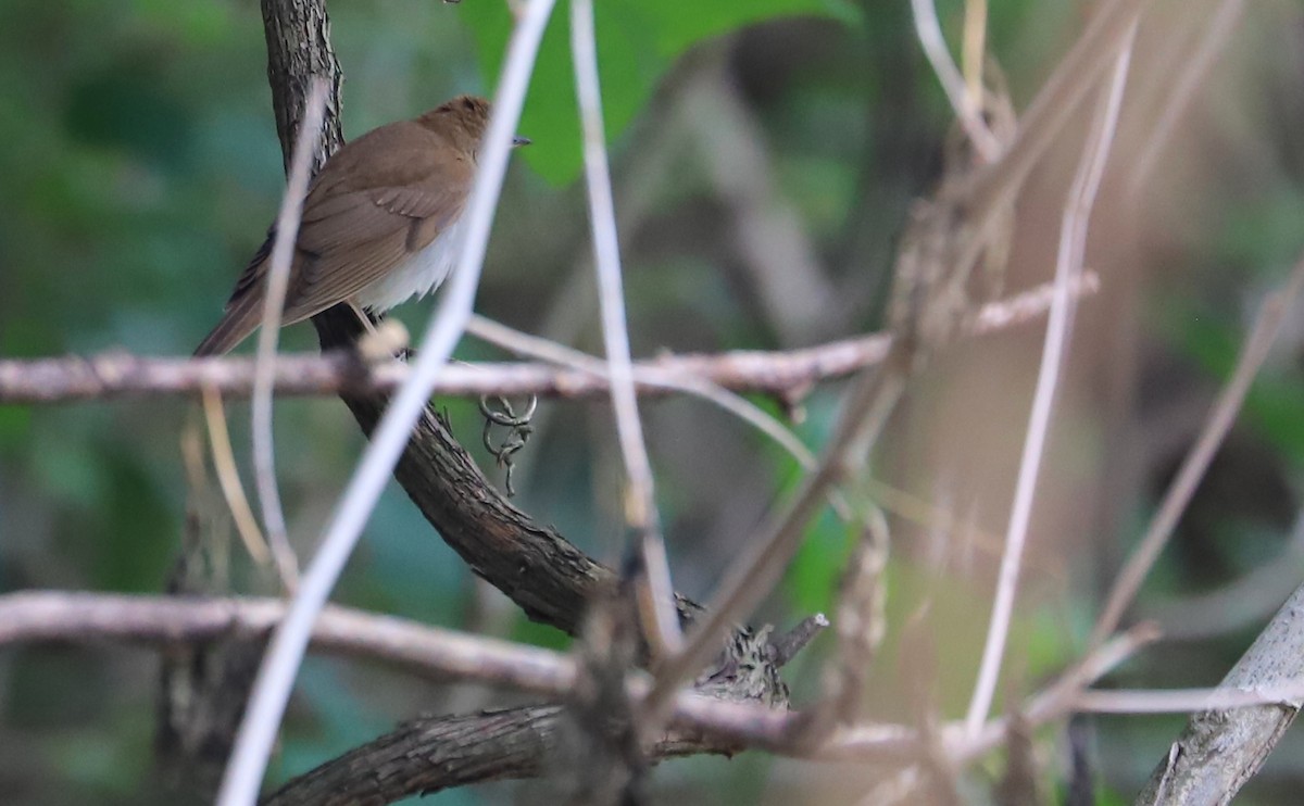 Veery - Rob Bielawski