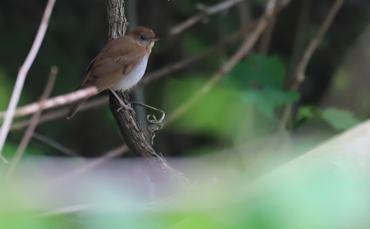 Veery - ML573701861