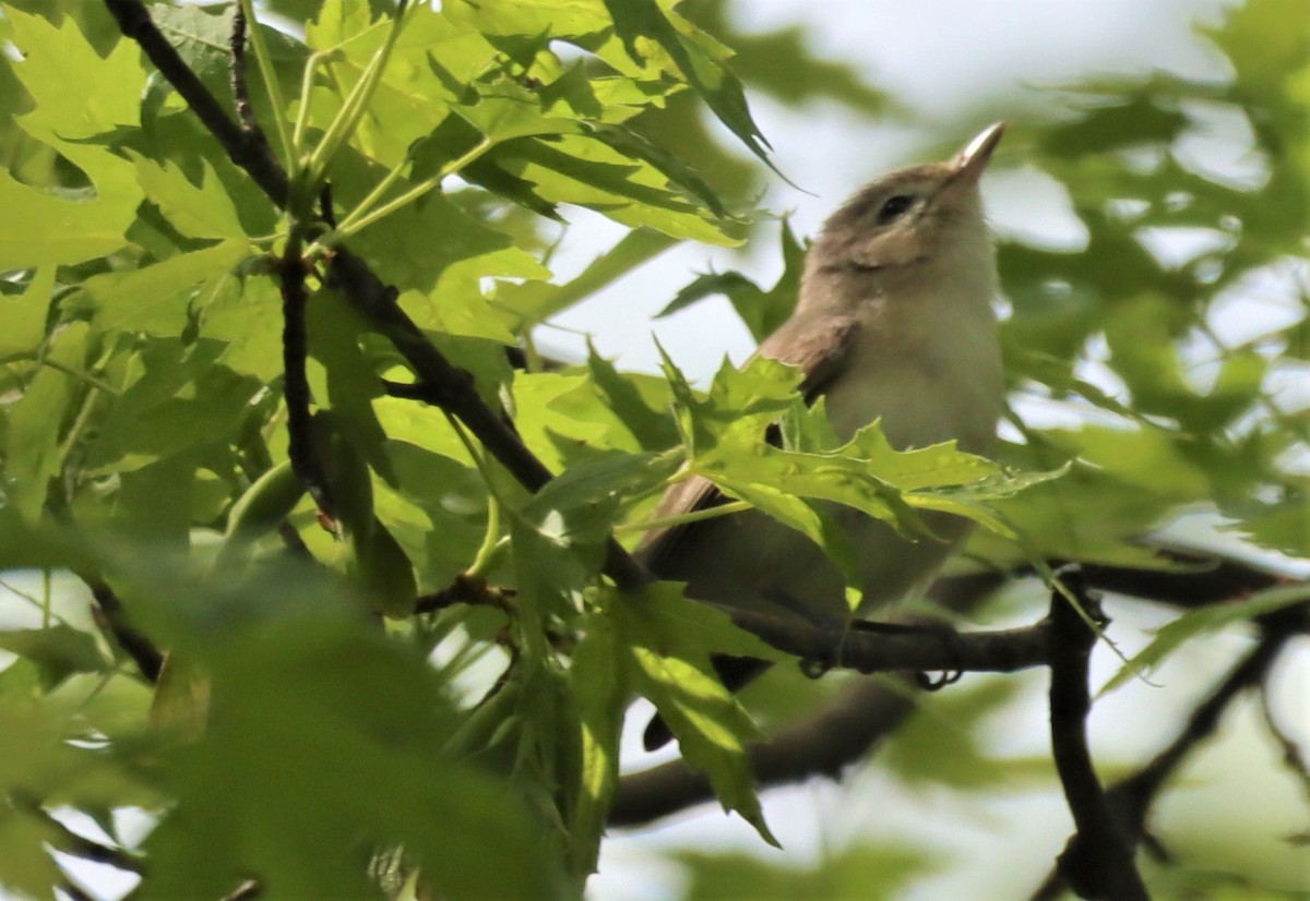 Warbling Vireo - ML573702271