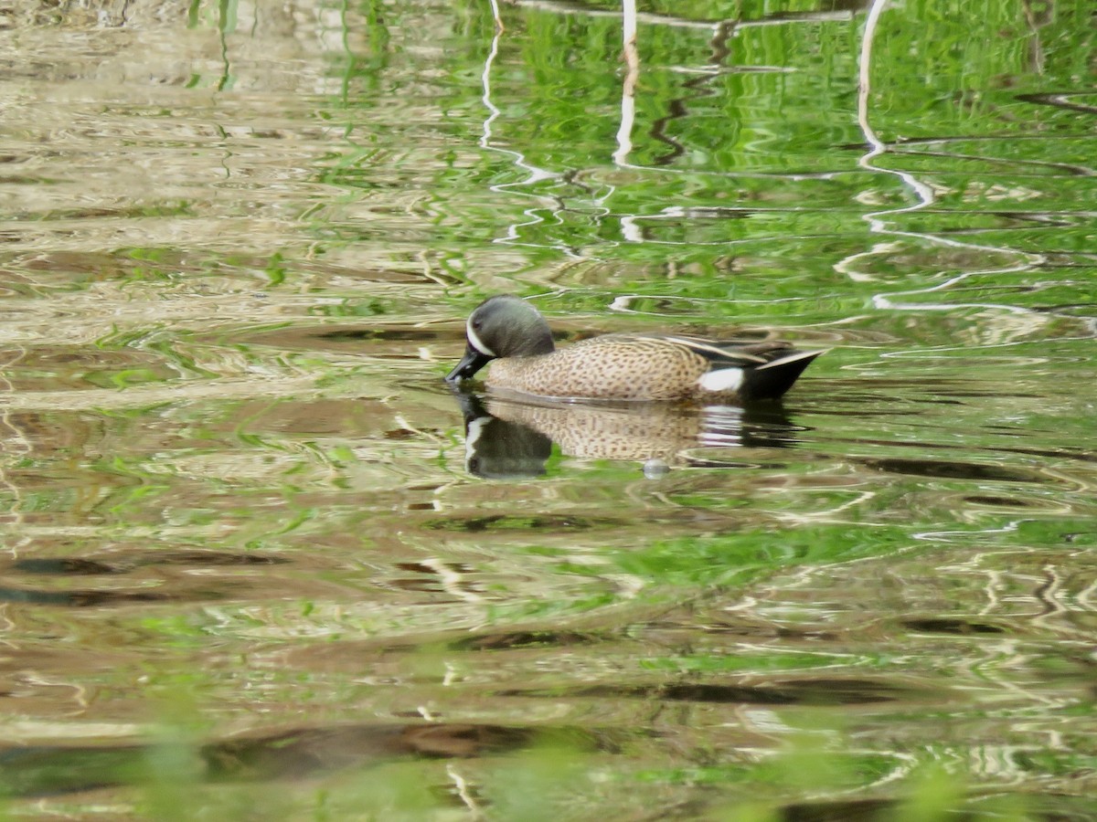 Blue-winged Teal - ML573702551