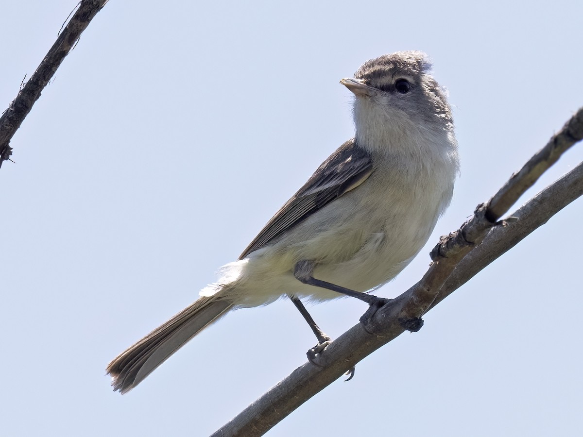 Vireo de Bell (pusillus) - ML573703301