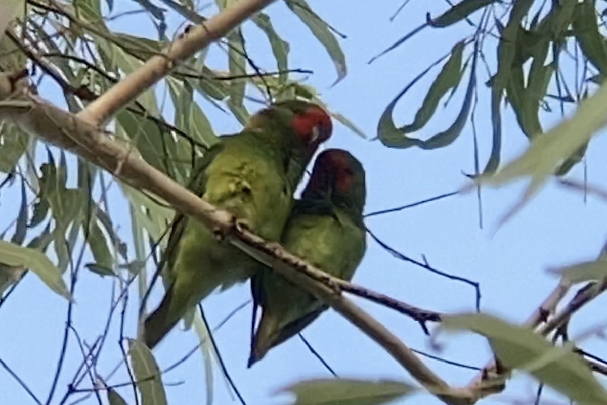 Little Lorikeet - Alec Karcz