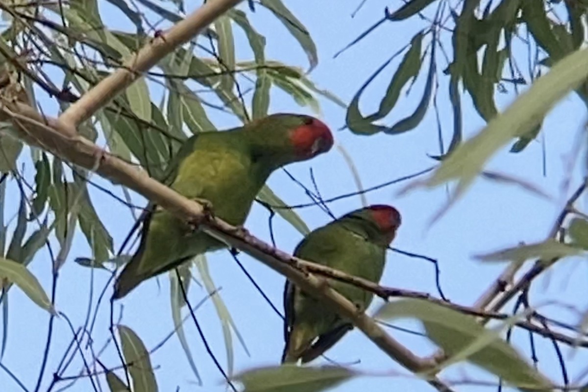 Little Lorikeet - Alec Karcz