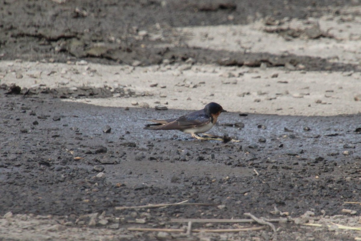 Barn Swallow - ML573703941