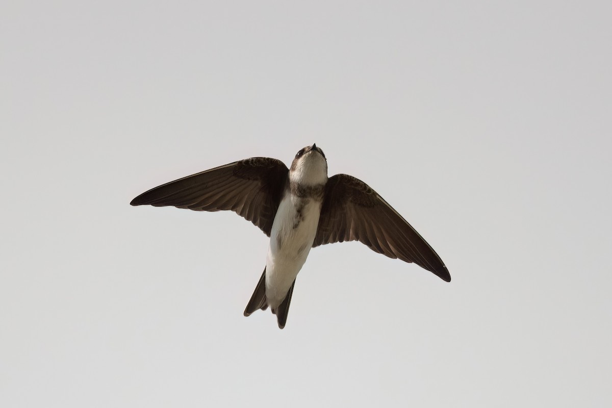 Bank Swallow - ML573704821