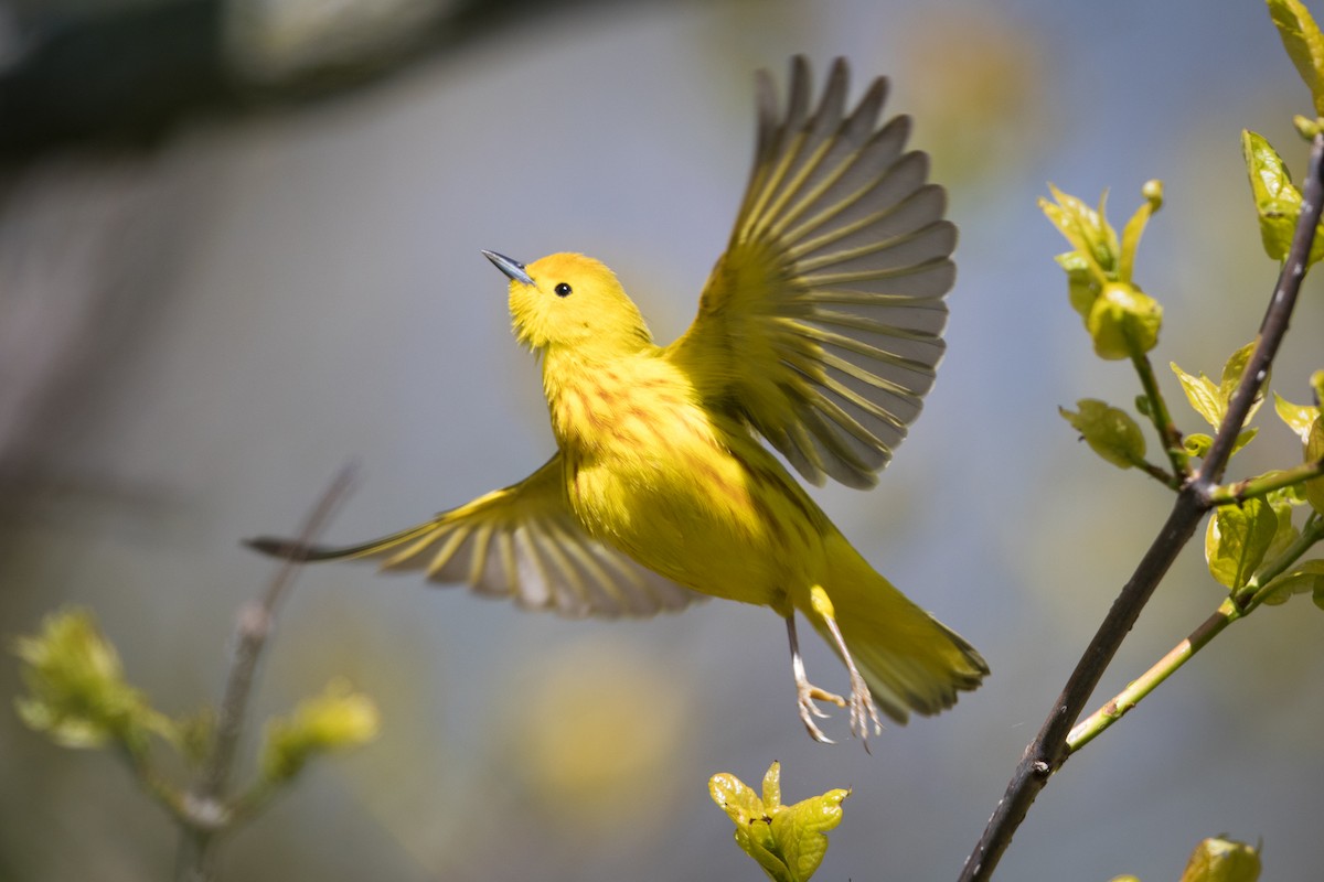 Yellow Warbler (Northern) - Tyler Ficker