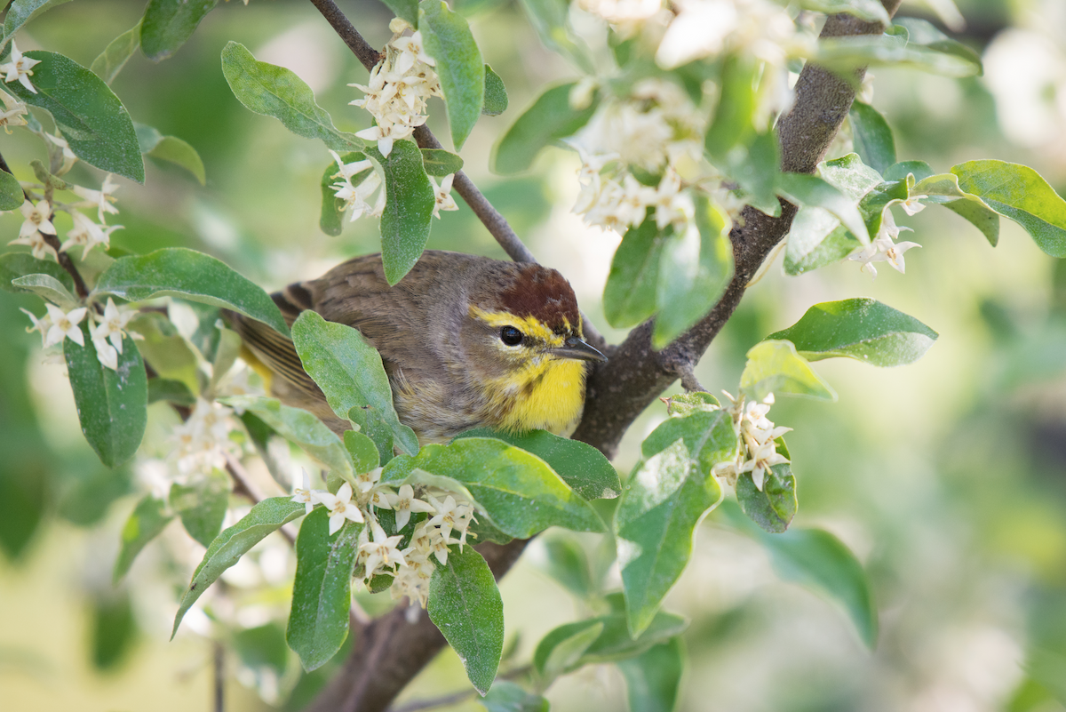 Palm Warbler (Western) - ML57370571