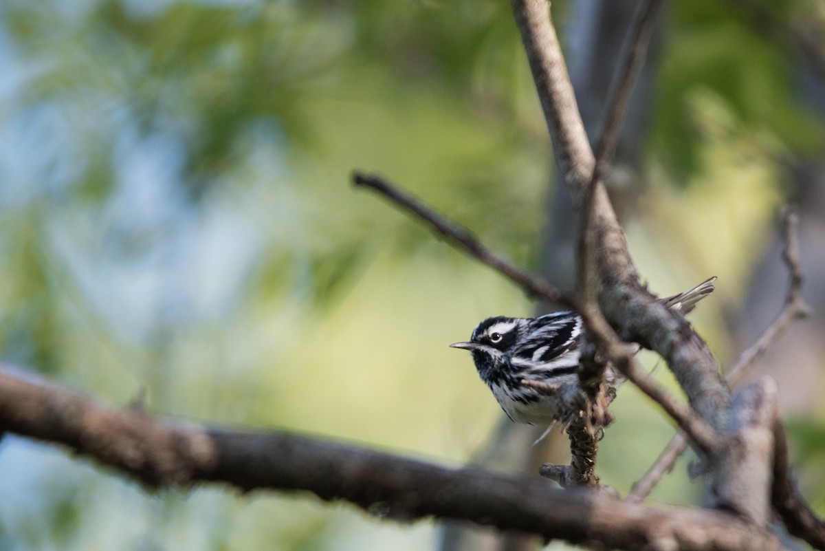 Black-and-white Warbler - ML57370591