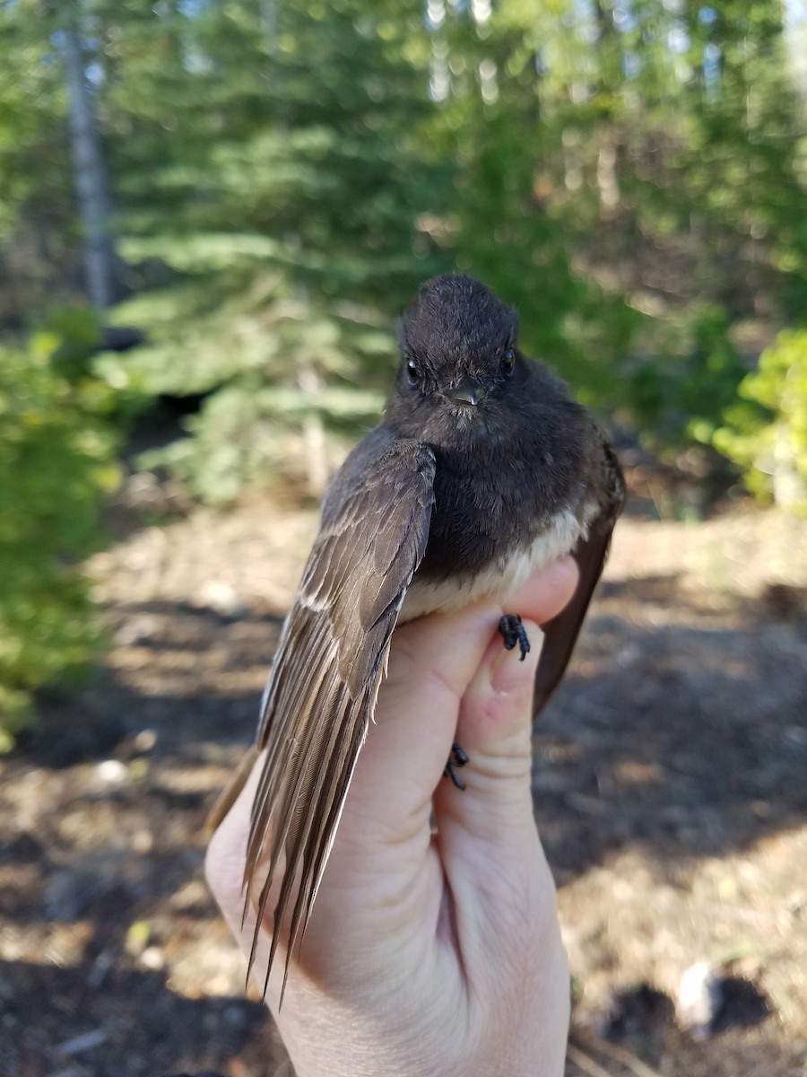Black Phoebe - ML573707211