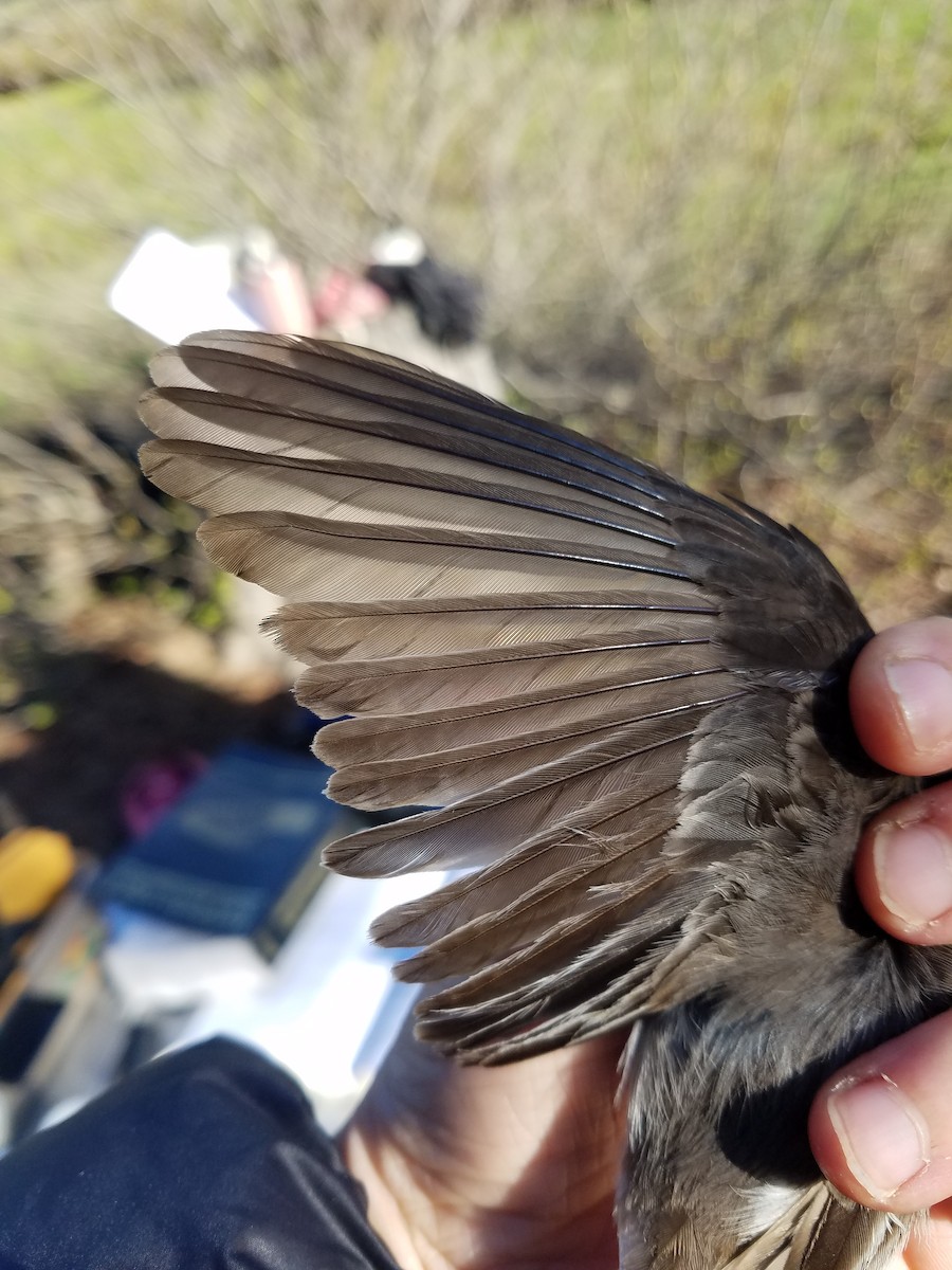 Black Phoebe - ML573707271