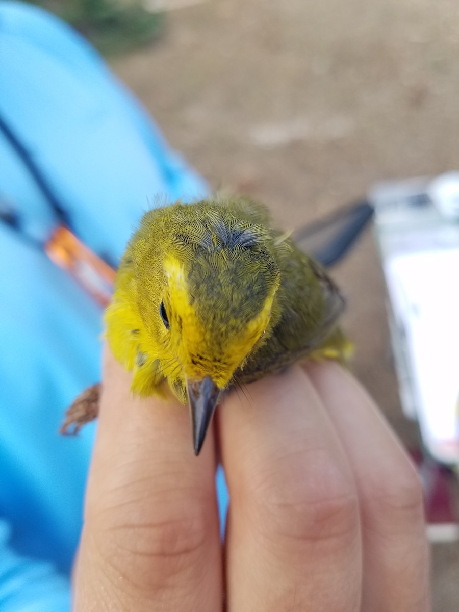 Wilson's Warbler (pileolata) - ML573707401