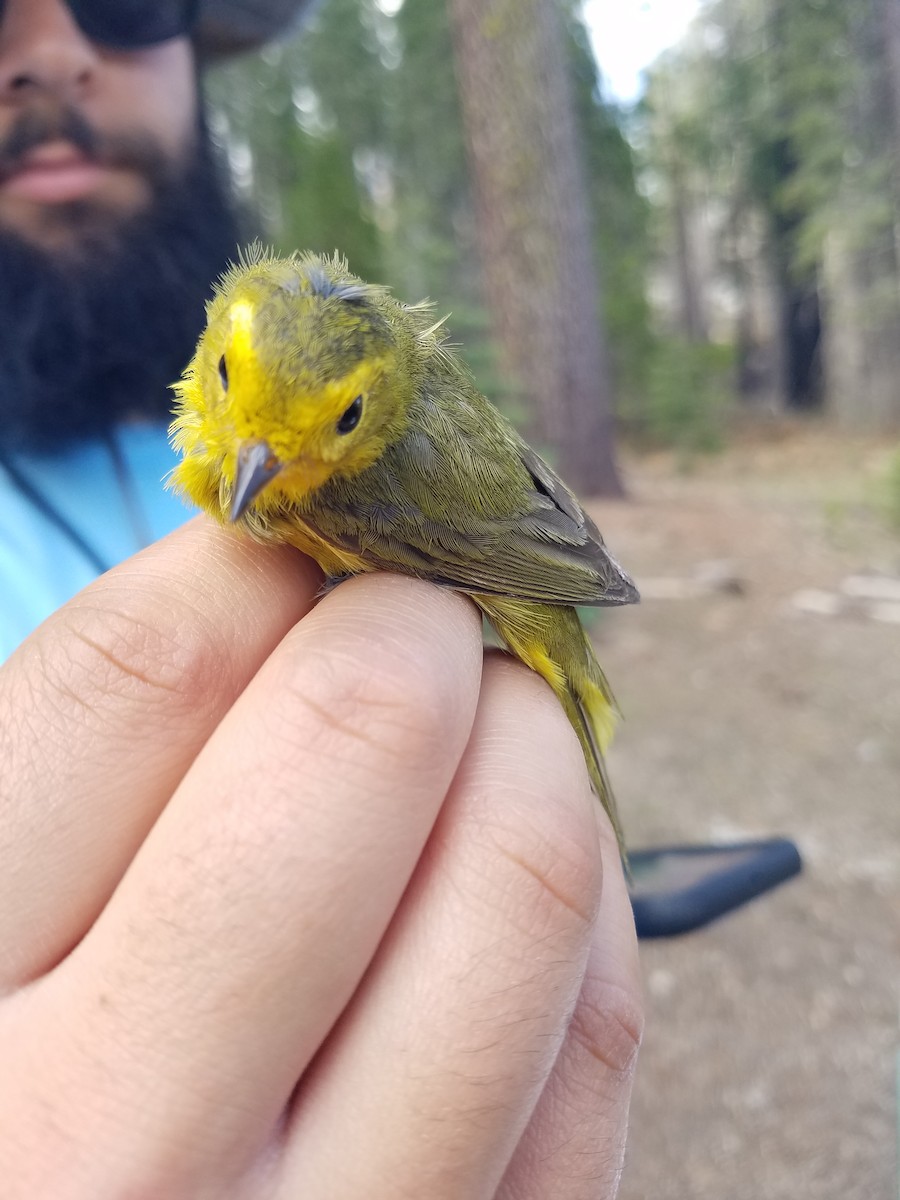 Wilson's Warbler (pileolata) - ML573707411