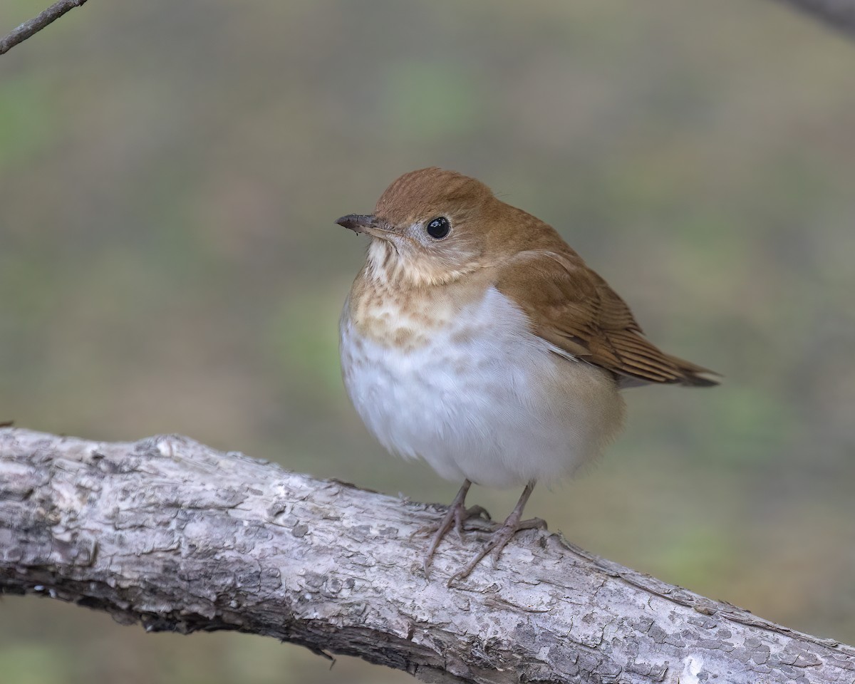 Veery - ML573707941