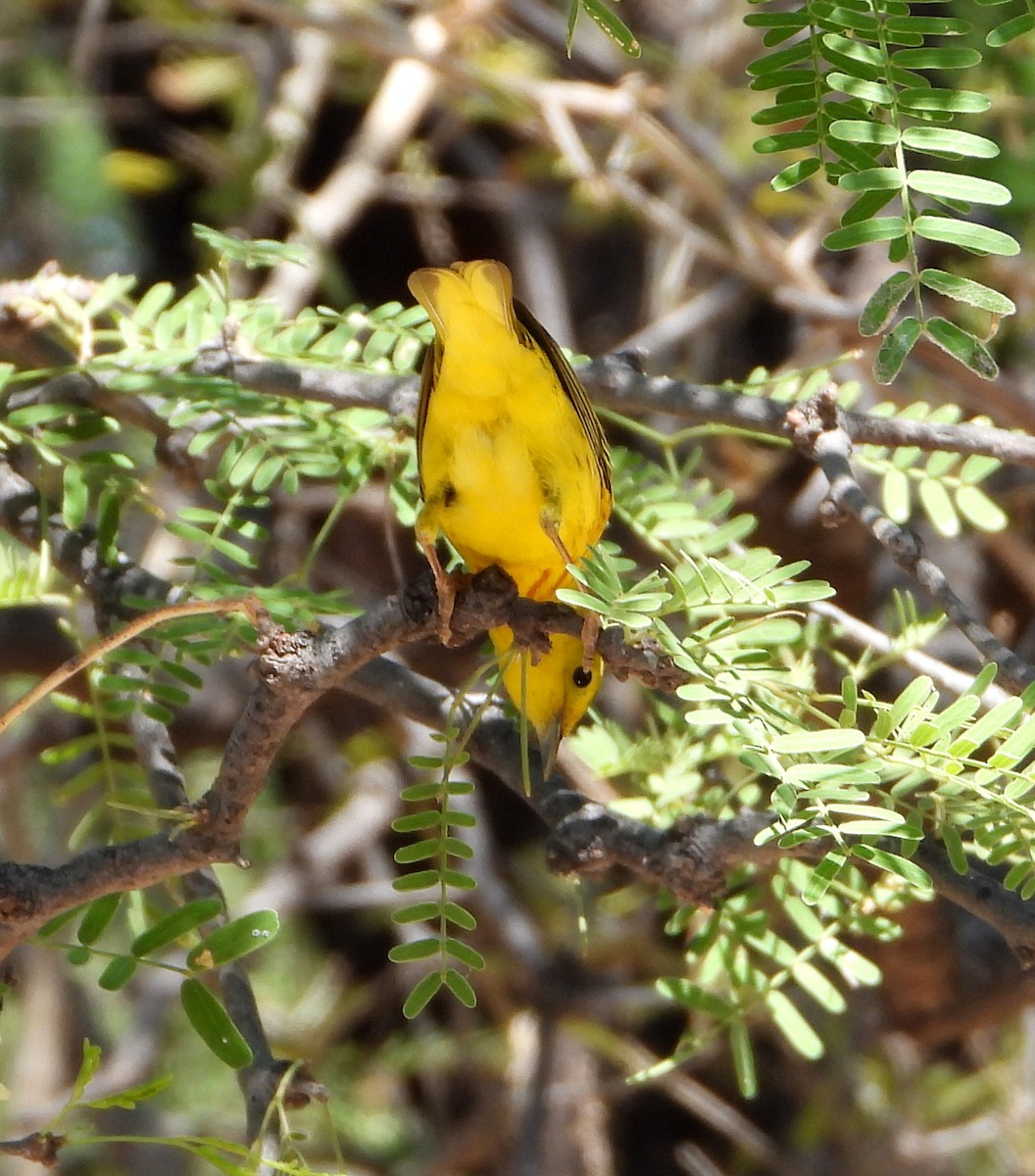 Yellow Warbler - ML573709621