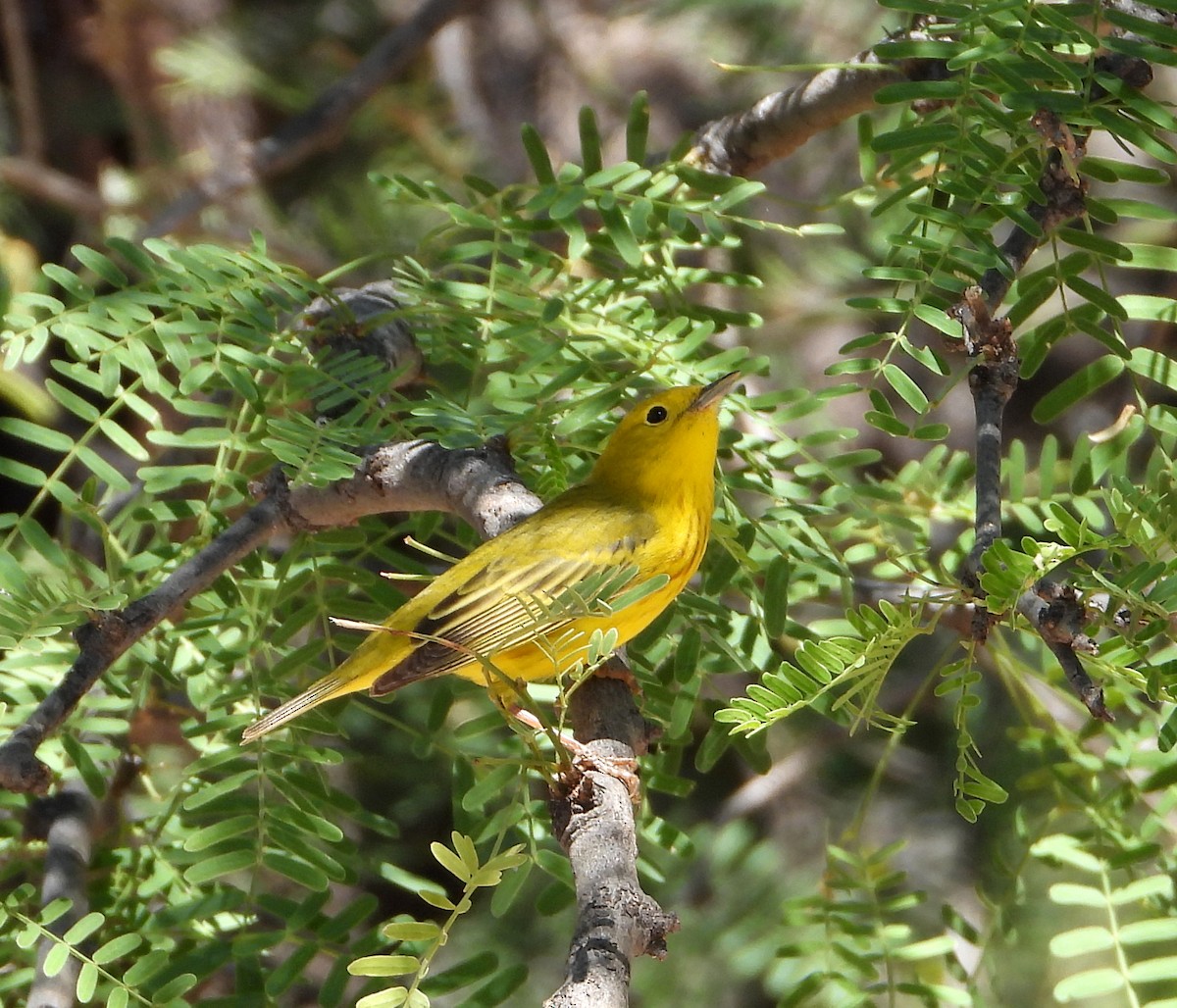 Yellow Warbler - ML573709631