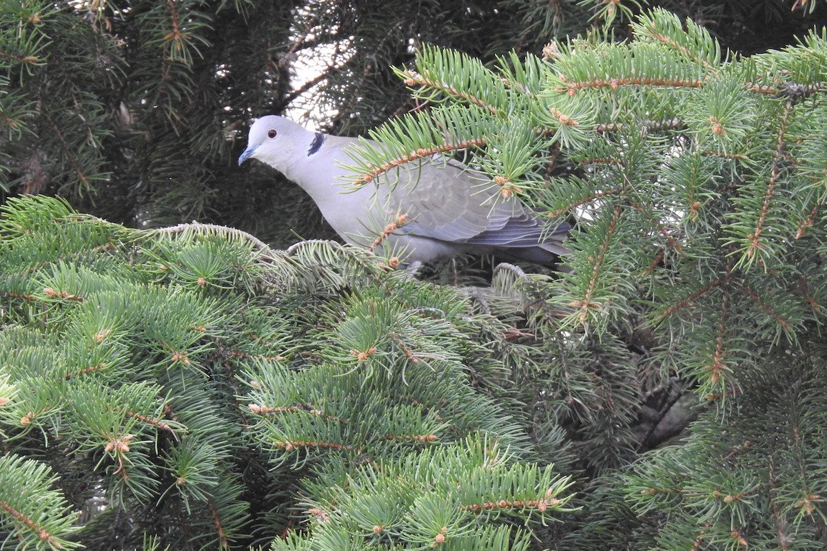 Eurasian Collared-Dove - ML573710291