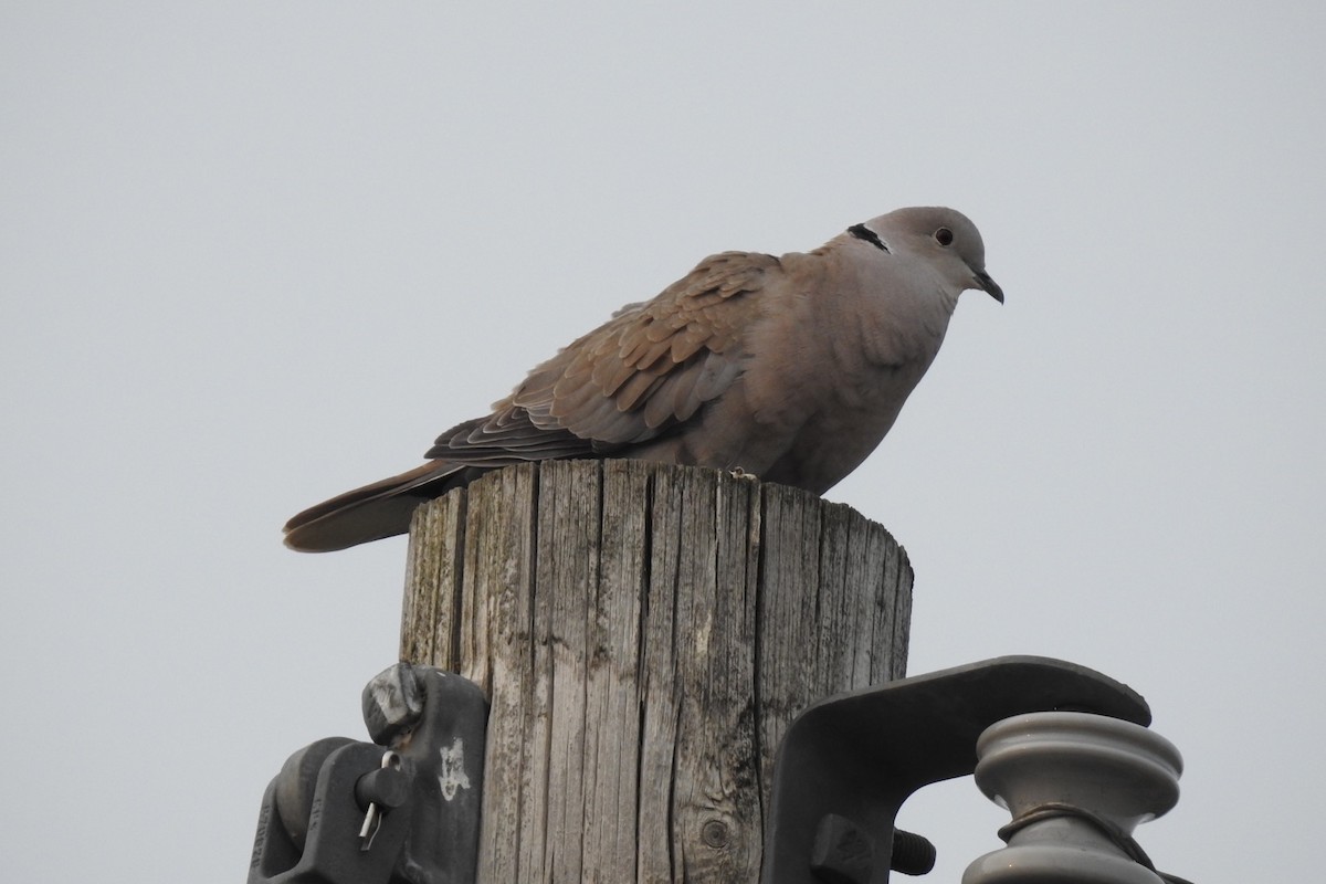 Eurasian Collared-Dove - ML573710311