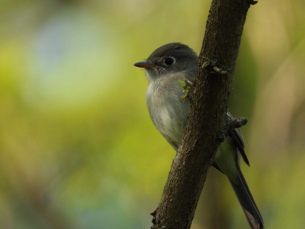 Empidonax sp. - ML573711121